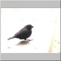 02- Bouvreuil antillais.jpg
