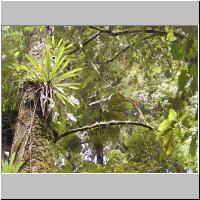 04- Ananas montagne.jpg