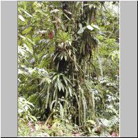 07- Ananas montagne bis.jpg
