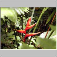 08- Heliconia.jpg