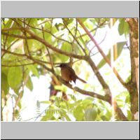 09- Trembleur brun.jpg