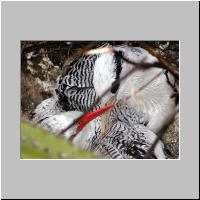 07- Paille en queue.html
