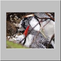 08- Paille en queue.html
