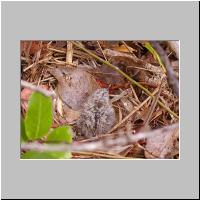 09- Poussin de mouette.html
