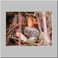 10- Poussin et oeufs de mouette.html