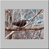11- Black noody.html