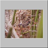 12- Black noody dans les cactus.html